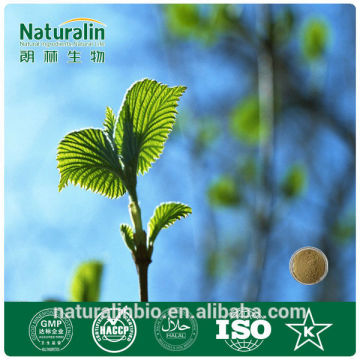 Natural Mulberry Leaf Powder Extract