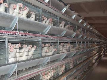 Breeders Chicken Cage