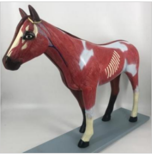 Horse medical anatomy model