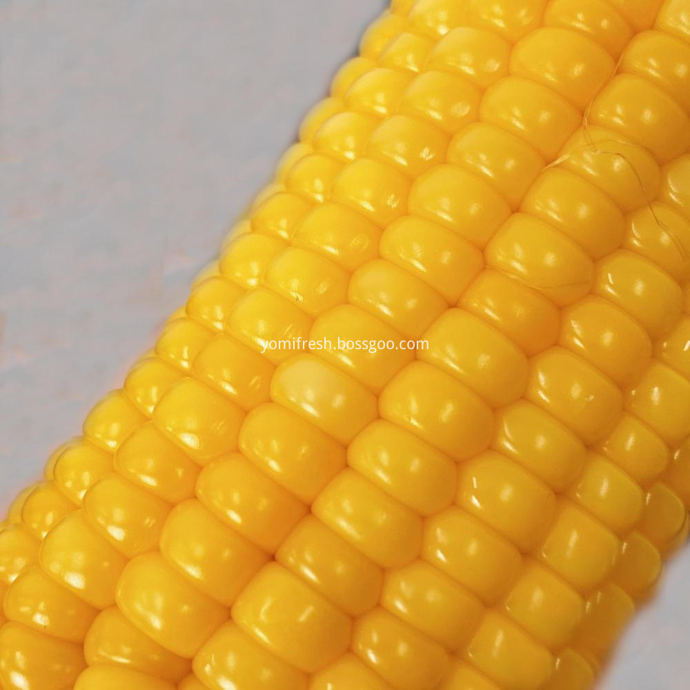 Yellow Waxy Corn