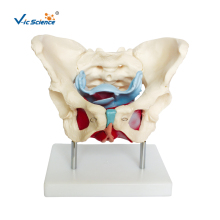Female Pelvic Muscles And Organs Model