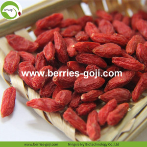 Vente en gros sain rouge faible pesticides Goji baies