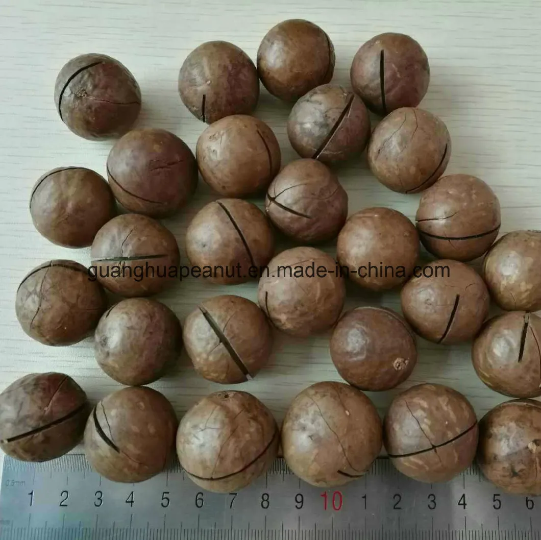 Low Calorie Macadamia Nuts with Factory Price