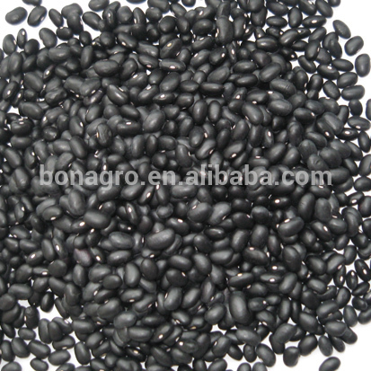 high quality black kidney bean