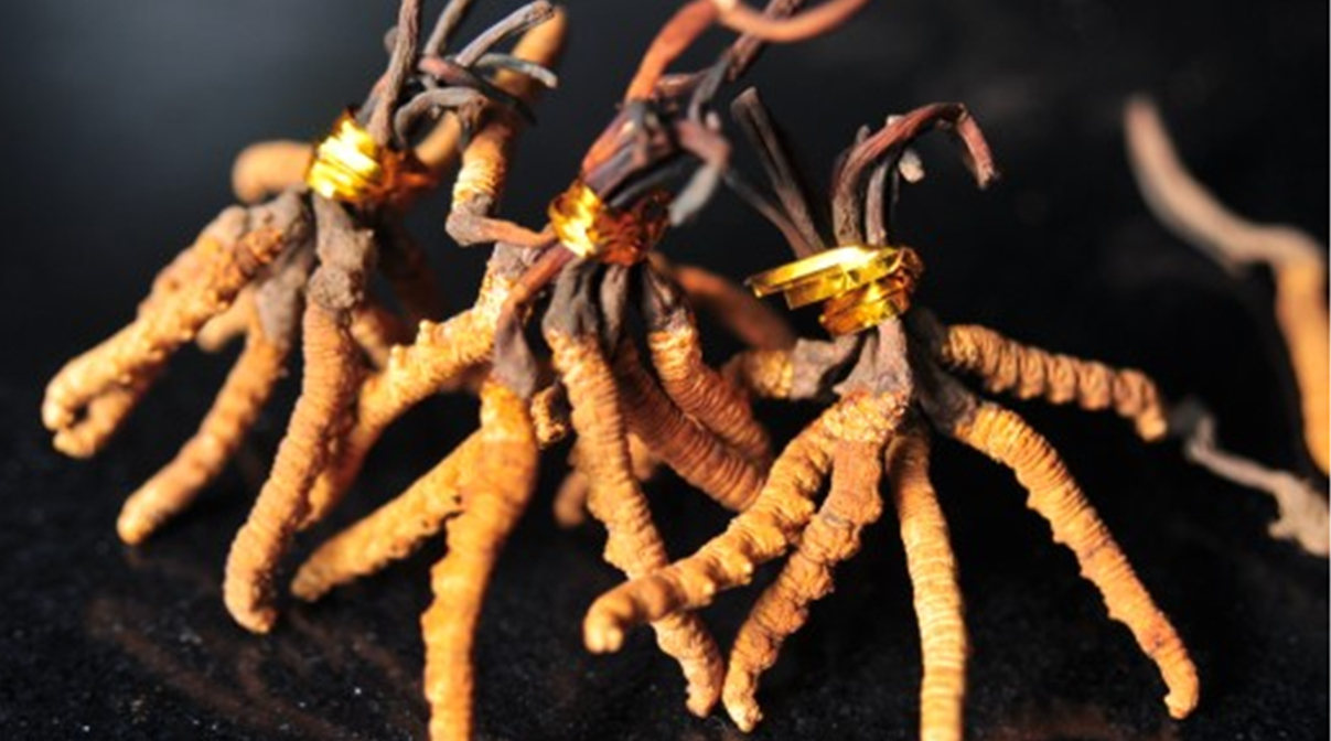 Cordyceps Extract 3