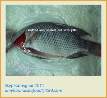 Frozen Gutted Scaled Tilapia