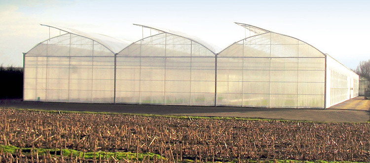 Serrated Multi-Span Plastic Film Greenhouse for Vegetables