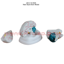 New Style Brain Model-J3C3.19.304A