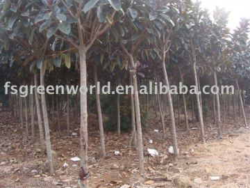 Ficus elastica tropical trees