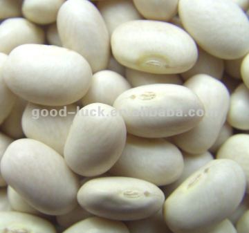 Chinese White Kidney Beans