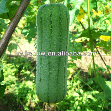 High Yield luffa seeds