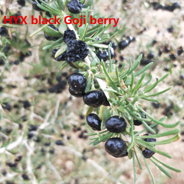 Wild Black Goji Berries Dried Black Wolfberry Goji