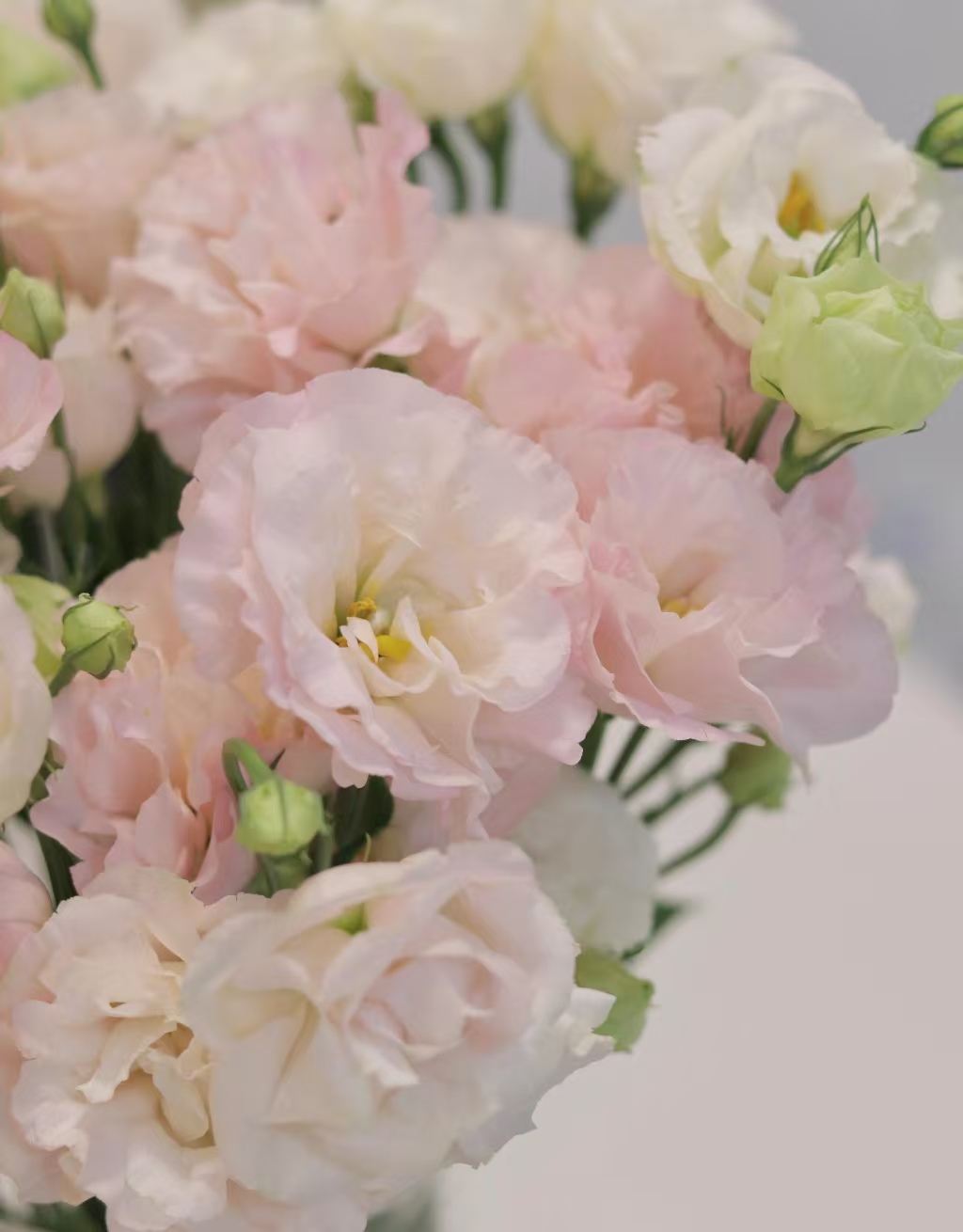 হালকা গোলাপী Lisianthus Light Pink Lisianthus