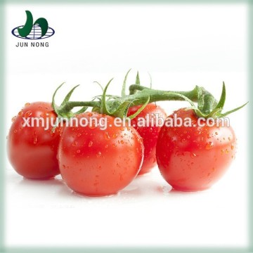 Competitive price delicious fresh canned cherry tomatoes