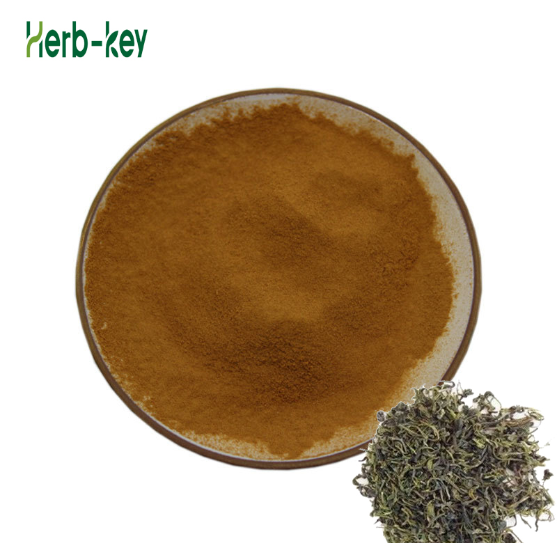 Chinese Kudingcha Kuding tea extract
