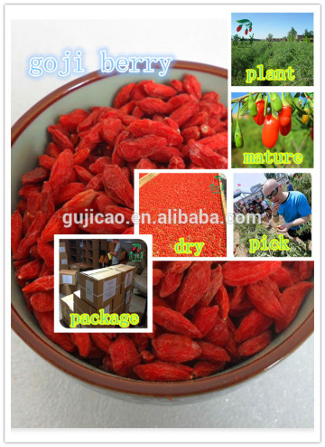 red Ningxia Goji Berry/Wolfberry Fruit/Chinese Medlar seeds
 red Ningxia Goji Berry/Wolfberry Fruit/Chinese Medlar seeds