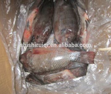 IQF Freezing Process and BRC,FDA,HACCP Certification Tilapia WGS