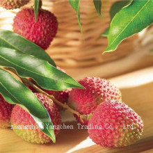 Canned Lichee Fruits in Syrup