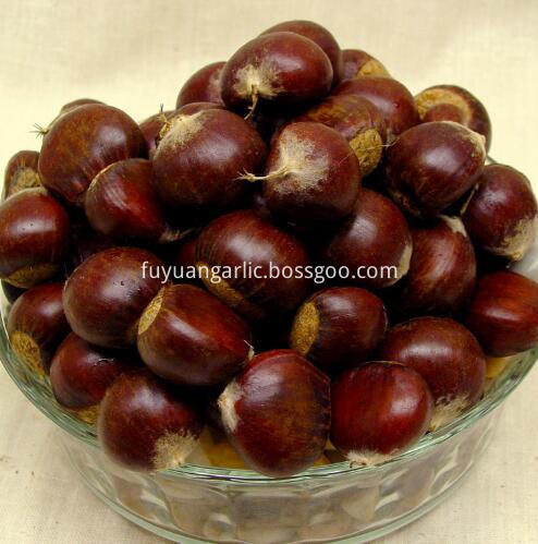 chestnut