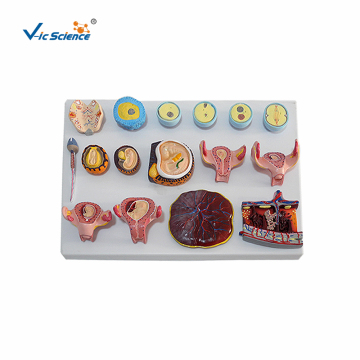 Fertilization and early embryo development process model