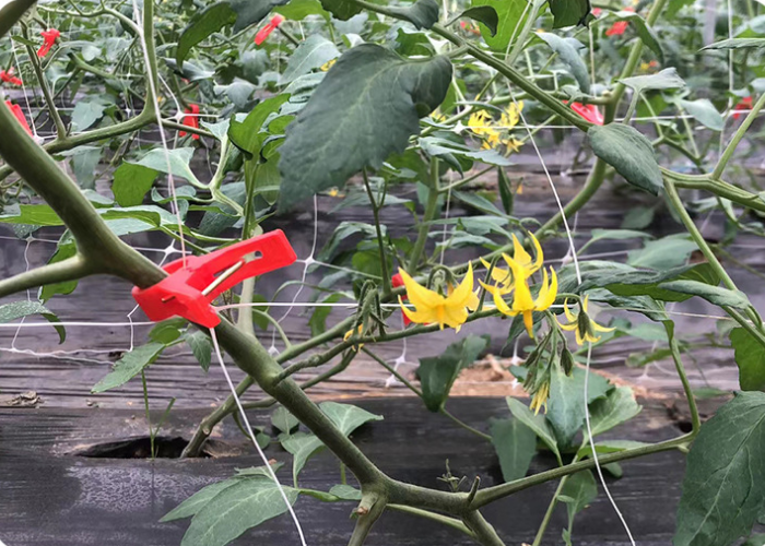 רשת גידול ירקות לתמיכה בחקלאות אנכית