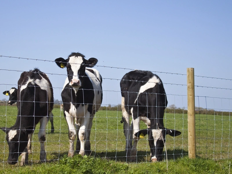 Fixed Knot Livestock Guard Hinge Joint Field Fence