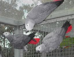 african gray parrot and eggs