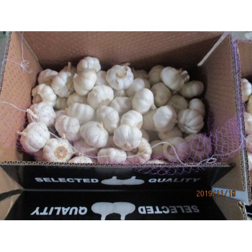 Pure White Garlic New Crop 2019