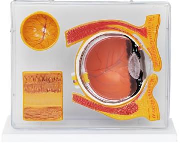 A magnifying model of the eye