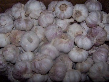 Good Quality New Crop Fresh Normal White Garlic