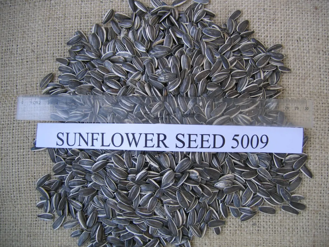 High Quality New Crop 2021 Sunflower Seeds