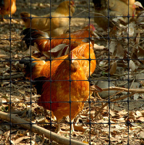 Bauernhof Huhn Net Farm Chicken Net