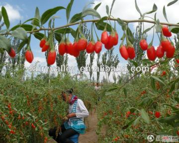 Your Garden Seeds Ningxia Goji Berries Seeds For Growing your goji from seeds