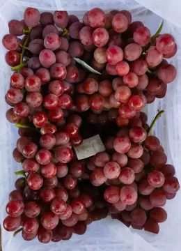 Fresh Red Grape with Natural Sweetness and Shine