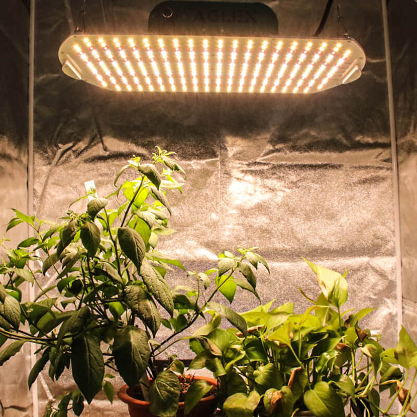 LED växer ljus fullt spektrum för trädgårds jordbruk