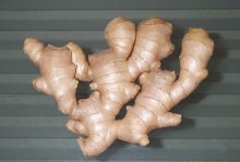 High Quality Ginger In Good Price