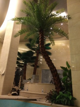 Preserved date palm tree for indoor decoration
