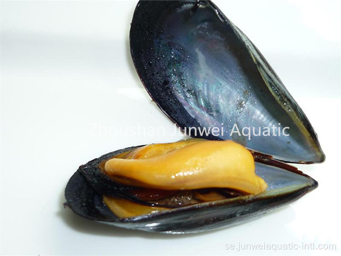 Ny fryst blå mussla