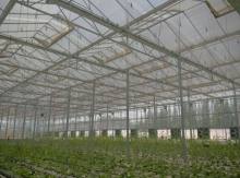 Light stabilizer for UV6-UV12+ service life