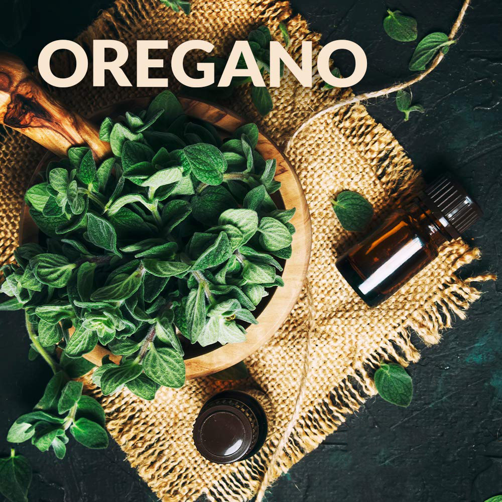 کارخانه فروش 100 ٪ عمده فروشی Oregano Oregegano خالص