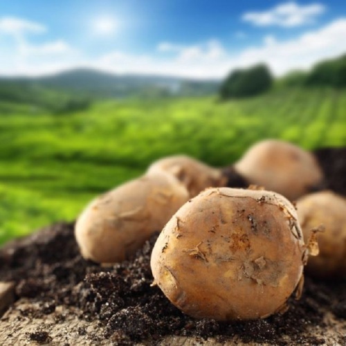 The Potatoes Were Carefully Packed In Bags