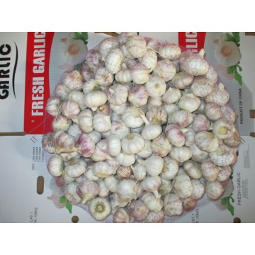 Kaufen Sie frischen Knoblauch 2020 Knoblauch