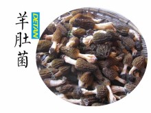 Yunnan Wild Fresh Morel Mushrooms Best Price