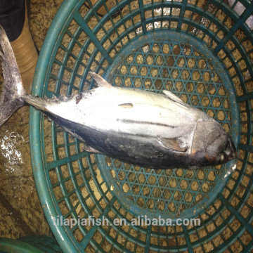2015 New season Bonito fish for sale