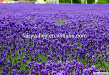 Grow our own lavender from seeds