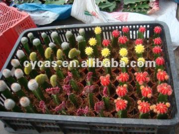 Cactus,grafted Cactus, Cactis,Cactus Ball