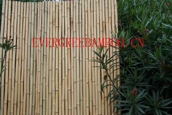 Bamboo Cane