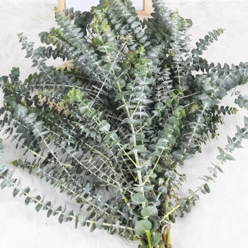 Yunnan Base Wholesales Fresh Cut Flower Eucalyptus Leaves for Decoration