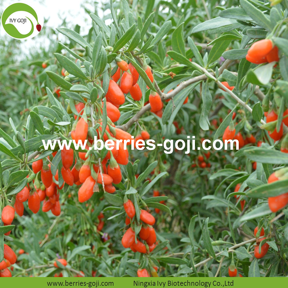 dried goji berries