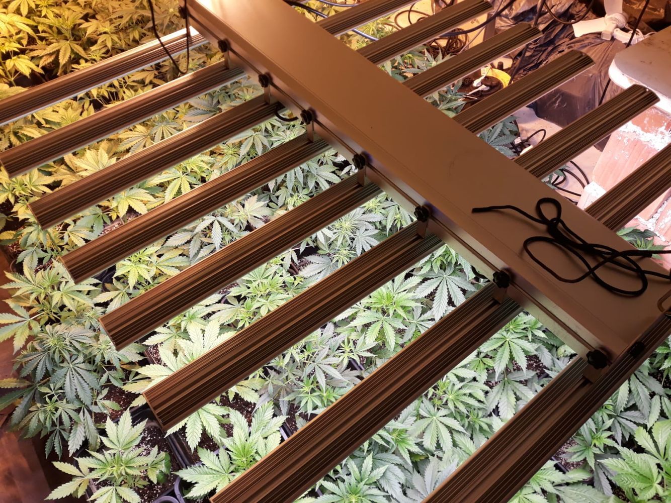 Best LED Grow Light Bar